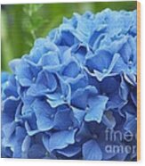 Blue Madeira Hydrangea Wood Print