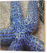 Blue Starfish Wood Print