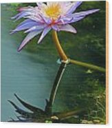 Blue Stargazer Lily Wood Print