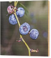 Blueberry Wood Print