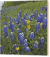 Bluebonnet And Texas Yellowstar Wood Print