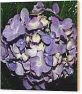 Blueish Purple Hydrangea At Nighfall Wood Print