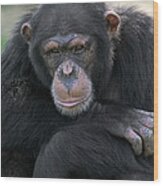 Bonobo Pan Paniscus Portrait, La Vallee Wood Print