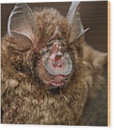 Bornean Horseshoe Bat Rhinolophus Wood Print