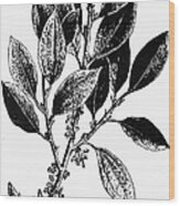 Botany: Coca Shrub Wood Print