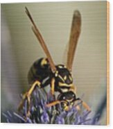 Brand New Pic // Yellow Jacket  Wasp Wood Print