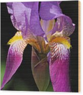 Brilliant Purple Iris Flower Wood Print
