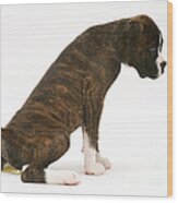 Brindle Boxer Pup Urinating Wood Print