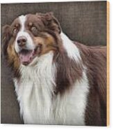 Brown And White Border Collie Dog Wood Print