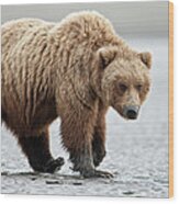 Brown Bear Stare Wood Print