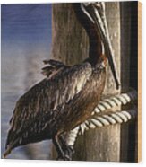 Brown Pelican In Key West 9l Wood Print