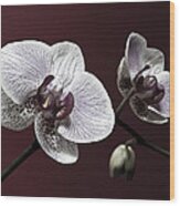 Brown Purple White Orchids Flower Macro - Flower Photograph Wood Print