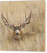 Buck In Grass Wood Print