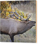 Bugling Elk  In Rmnp Wood Print