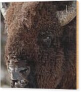 Bull Bison Wood Print