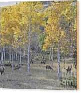 Bull Elk And Harem Wood Print