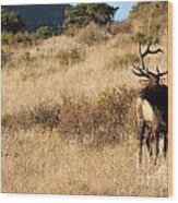 Bull Elk Watching Over Herd Wood Print