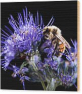 Bumble Bee On Blue Flower Wood Print