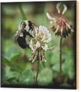 Busy Bee Wood Print