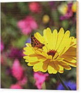 Butterfly Kissing Yellow Wildflower Wood Print