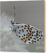 Butterfly Wood Print