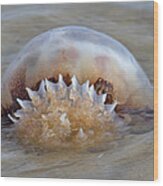 Cabbage Head Jellyfish Wood Print