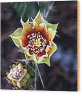Cactus Blossom Wood Print