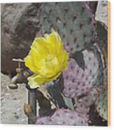 Cactus Flower 2 Wood Print