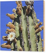 Cactus Wren Campylorhynchus Wood Print