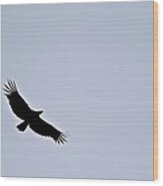 California Condor Wood Print