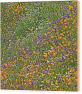 California Poppy And Desert Bluebell Wood Print