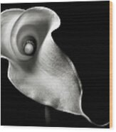 Calla Lily In Black And White Wood Print