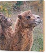 Calm Camels Wood Print