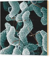 Campylobacter Bacteria Wood Print