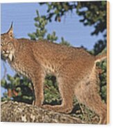 Canada Lynx Climbing On Rock North Wood Print
