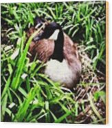 Canadian Goose Nesting #longisland Wood Print