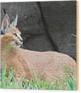 Caracal Concentration Wood Print