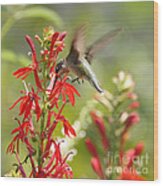 Cardinal Flower And Hummingbird 1 Wood Print