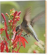 Cardinal Flower And Hummingbird 2 Wood Print