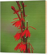 Cardinal Flower Wood Print