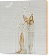 Cat In A Birdcage Wood Print