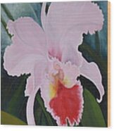 Cattleya Orchid Wood Print