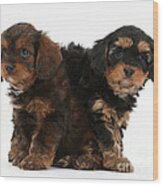 Cavapoo Pups Wood Print