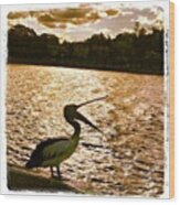 Cheeky Pelican #photoftheday Wood Print