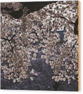 Cherry Blossoms Wood Print