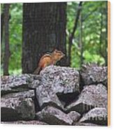 Chipmunk On Rock Wall Photograph Wood Print