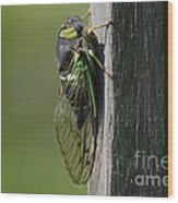 Cicada Wood Print
