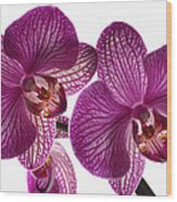 Classic Orchid. Wood Print