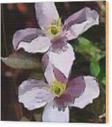 Clematis Wood Print