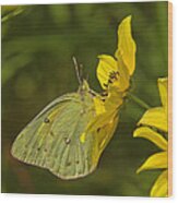Clouded Sulphur Butterfly Din099 Wood Print